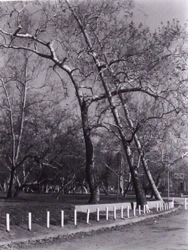 photo: Roadside tree