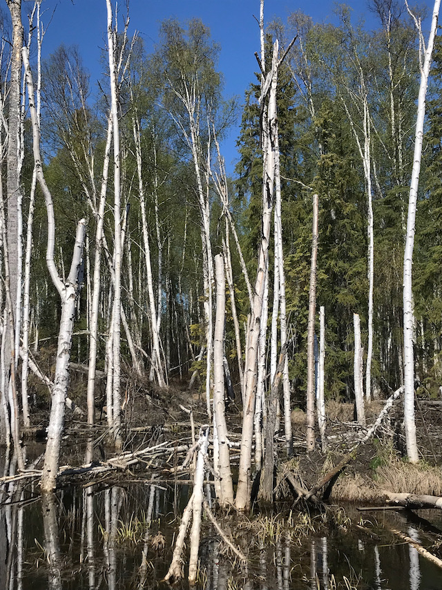 photo of the Alaskan bog